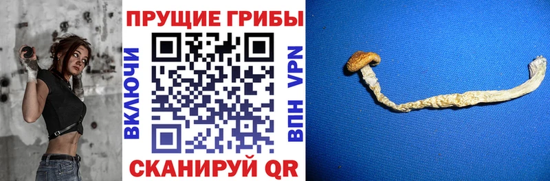 Галлюциногенные грибы Cubensis даркнет сайт Володарск
