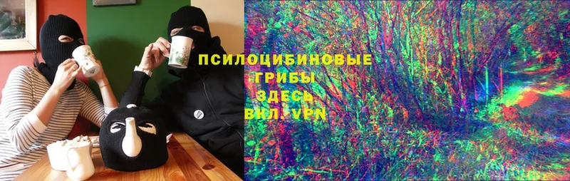 наркошоп  Володарск  Псилоцибиновые грибы Cubensis 